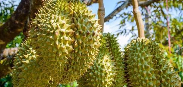 青皮榴莲怎么看熟没熟?如何判断青皮榴莲已经熟了? 青皮榴莲怎么看熟没熟?如何判断青皮榴莲已经熟了?