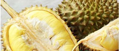 青皮榴莲怎么看熟没熟?如何判断青皮榴莲已经熟了? 青皮榴莲怎么看熟没熟?如何判断青皮榴莲已经熟了?