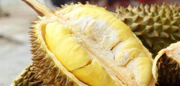 青皮榴莲怎么看熟没熟?如何判断青皮榴莲已经熟了? 青皮榴莲怎么看熟没熟?如何判断青皮榴莲已经熟了?