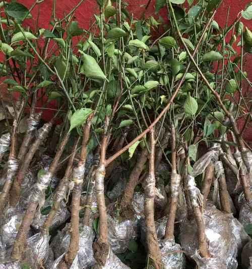 室内养殖梅花可行吗？需要注意哪些事项？