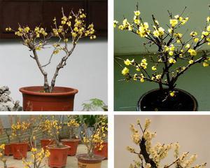 室内养殖梅花可行吗？需要注意哪些事项？