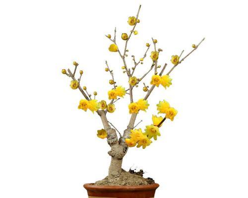 室内养殖梅花可行吗？需要注意哪些事项？