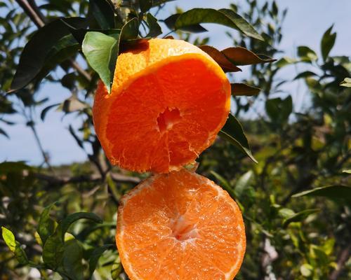 丑橘什么时候成熟?如何判断丑橘的最佳采摘时间? 丑橘什么时候成熟?如何判断丑橘的最佳采摘时间?