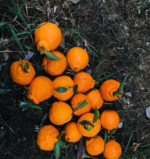 丑橘什么时候成熟?如何判断丑橘的最佳采摘时间? 丑橘什么时候成熟?如何判断丑橘的最佳采摘时间?