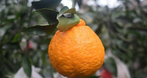 丑橘什么时候成熟?如何判断丑橘的最佳采摘时间? 丑橘什么时候成熟?如何判断丑橘的最佳采摘时间?