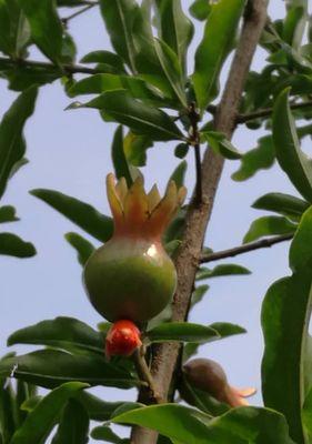 石榴喜肥吗？石榴喜欢施什么肥料？