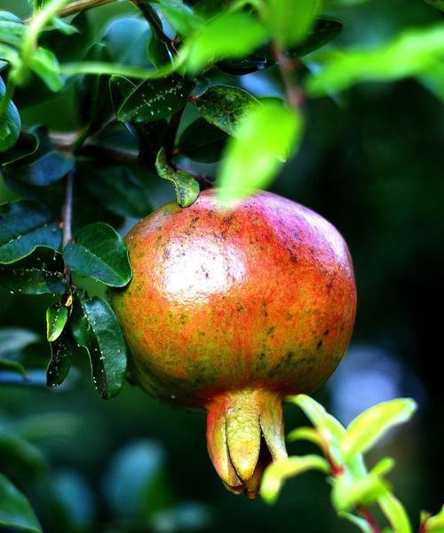 石榴喜肥吗？石榴喜欢施什么肥料？