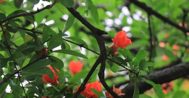 石榴喜肥吗？石榴喜欢施什么肥料？