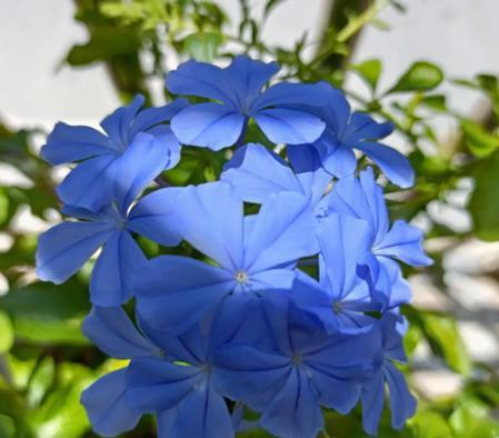 蓝雪花冬季落叶正常吗?原因和解决方法是什么?