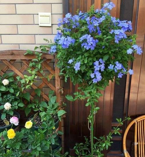 蓝雪花冬季落叶正常吗？原因和解决方法是什么？