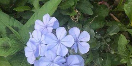 蓝雪花冬季落叶正常吗？原因和解决方法是什么？