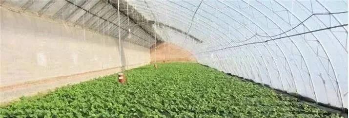 草莓配土方法与种植土壤有哪些常见问题？