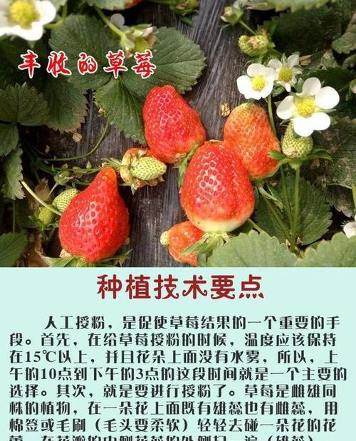草莓配土方法与种植土壤有哪些常见问题？