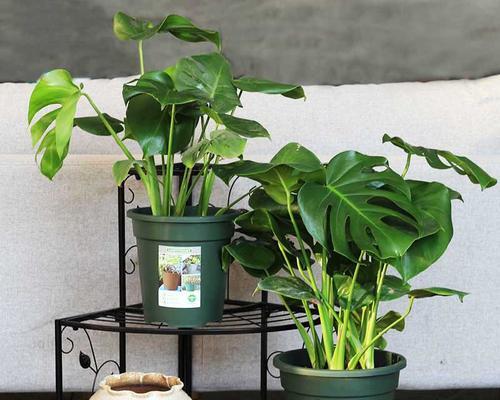 室内养植龟背竹的利弊是什么？如何正确养护？