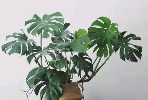 室内养植龟背竹的利弊是什么？如何正确养护？