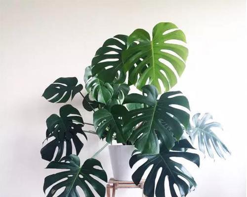 室内养植龟背竹的利弊是什么？如何正确养护？