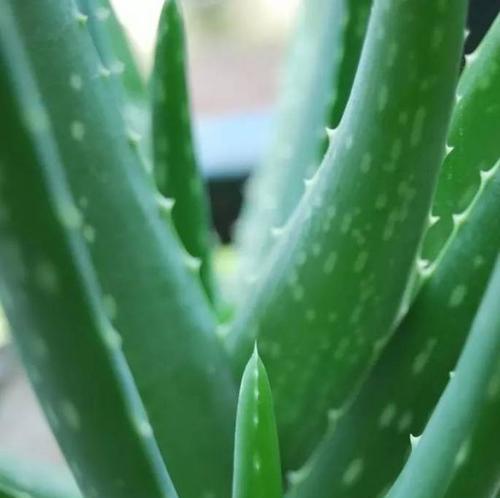 芦荟净化空气的效果如何?它真的能吸收甲醛吗?