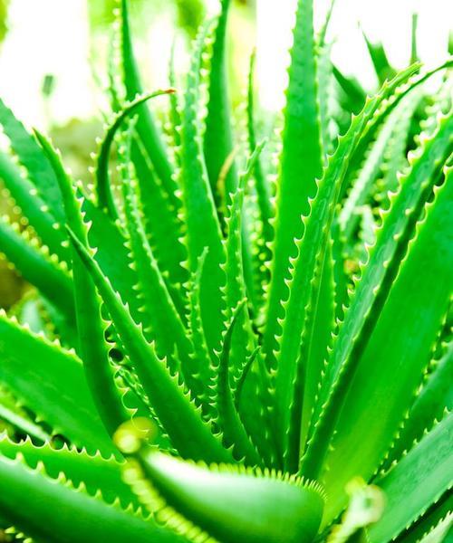 芦荟净化空气的效果如何？它真的能吸收甲醛吗？