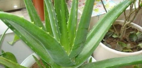 芦荟净化空气的效果如何？它真的能吸收甲醛吗？