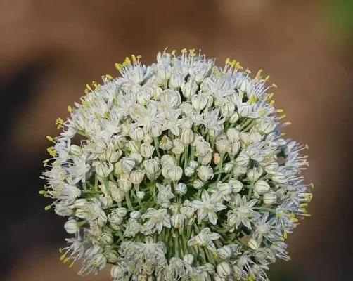 洋葱开花吗？开的花是什么样子的？