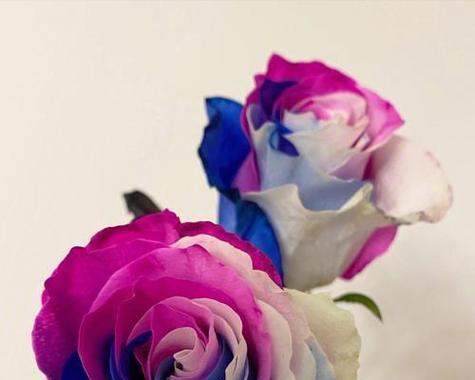 玫瑰花语颜色代表什么(解读玫瑰花花语中不同颜色的含义)