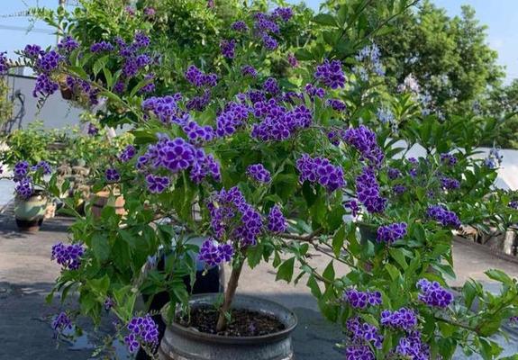 蕾丝金露花开花后修剪方法是什么？修剪后如何护理？