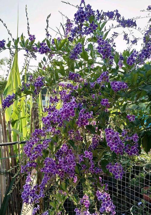 蕾丝金露花开花后修剪方法是什么？修剪后如何护理？