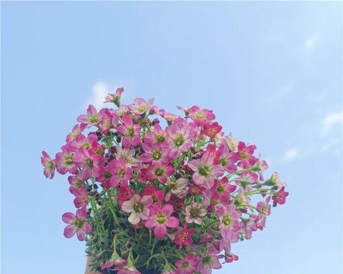 庭院耐阴花卉有哪些？如何选择适合的耐阴植物？