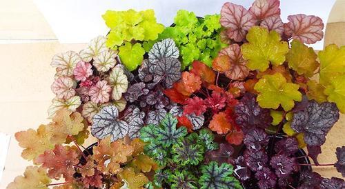 庭院耐阴花卉有哪些？如何选择适合的耐阴植物？