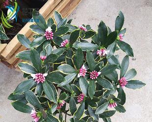 庭院耐阴花卉有哪些?如何选择适合的耐阴植物?