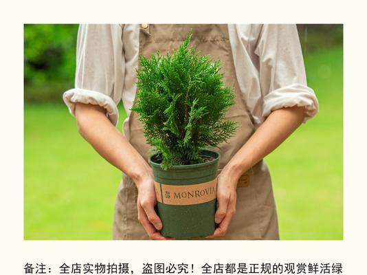 侧柏修剪技巧有哪些？如何修剪才能更美观？