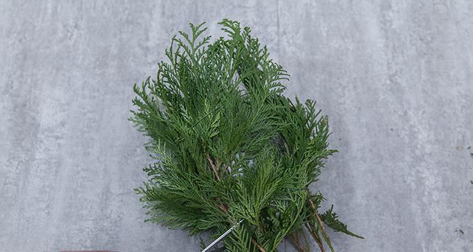 侧柏修剪技巧有哪些？如何修剪才能更美观？