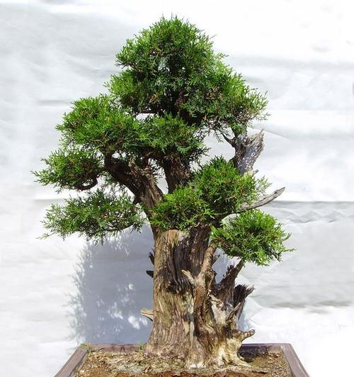 侧柏修剪技巧有哪些？如何修剪才能更美观？