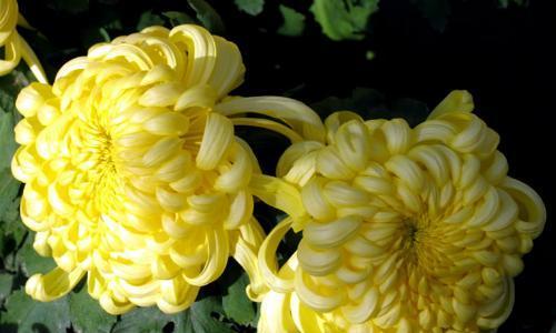 菊花花语(解读菊花花语及其象征意义)