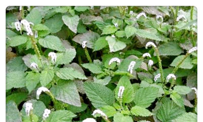 荔枝草有哪些神奇的功效与作用？如何正确使用荔枝草？