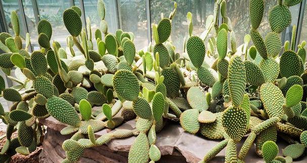 仙人球适合生长在哪些环境?如何选择最佳生长地点?