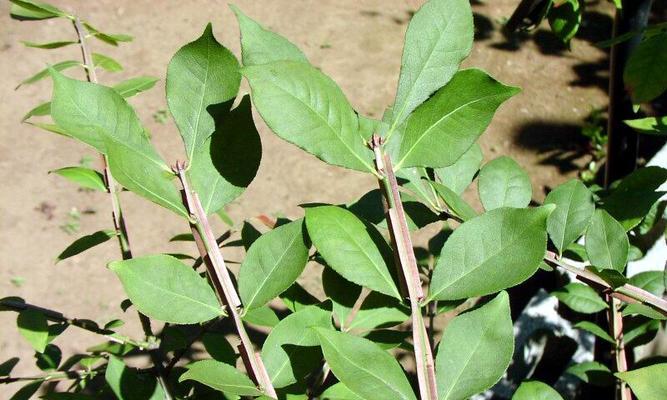 卫矛耐寒多少度?如何正确种植和养护卫矛?