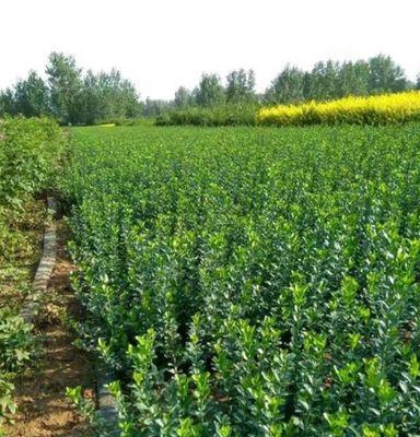 卫矛耐寒多少度?如何正确种植和养护卫矛? 卫矛耐寒多少度?如何正确种植和养护卫矛?