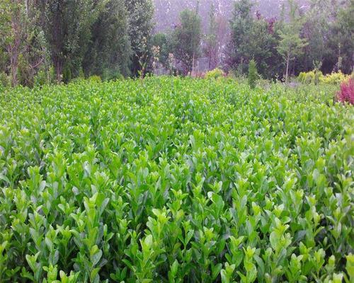 卫矛耐寒多少度?如何正确种植和养护卫矛? 卫矛耐寒多少度?如何正确种植和养护卫矛?