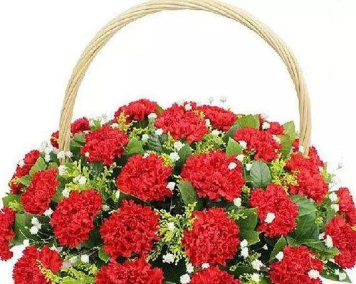红色康乃馨花语与寓意解读(红色康乃馨的浪漫和爱情之花)