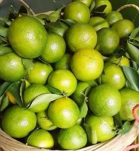 青皮橘子含糖量高吗?如何判断橘子的甜度?