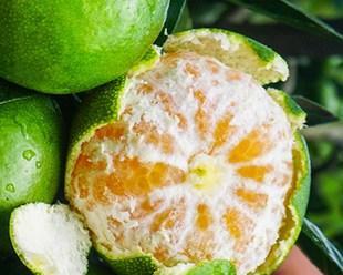 青皮橘子含糖量高吗？如何判断橘子的甜度？