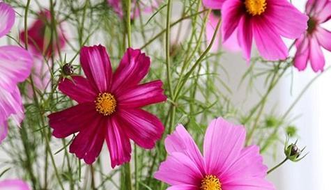 格桑花苗移栽需要注意什么?移栽后如何管理?