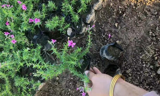 格桑花苗移栽需要注意什么?移栽后如何管理? 格桑花苗移栽需要注意什么?移栽后如何管理?