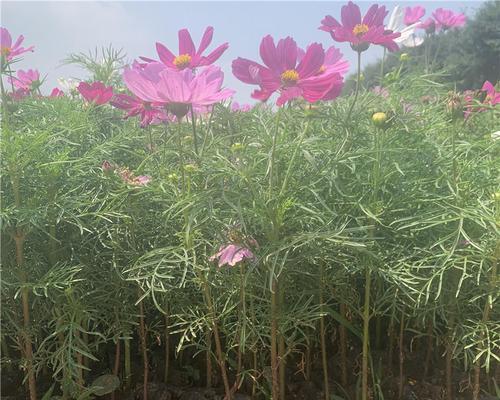 格桑花苗移栽需要注意什么?移栽后如何管理? 格桑花苗移栽需要注意什么?移栽后如何管理?