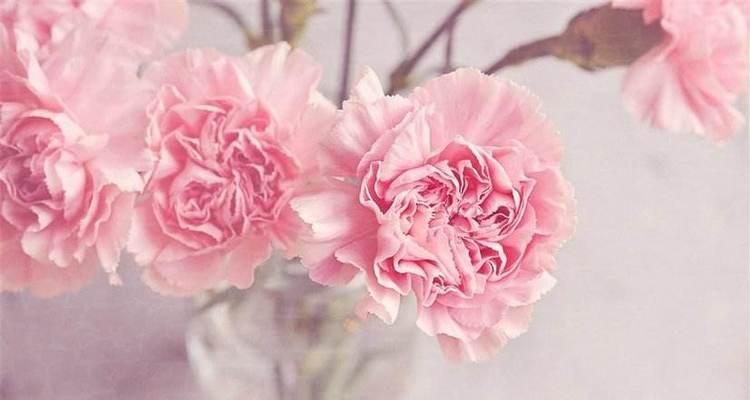 康乃馨的花语,探索真爱的象征(浪漫、纯洁、永恒的康乃馨)