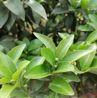 柑橘落果是什么原因造成的?如何有效预防和解决?