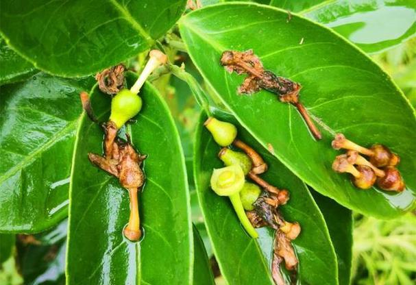 柑橘落果是什么原因造成的？如何有效预防和解决？