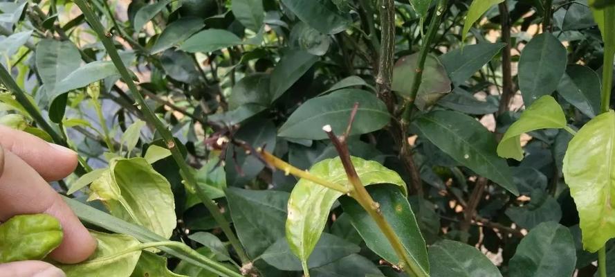 柑橘落果是什么原因造成的？如何有效预防和解决？