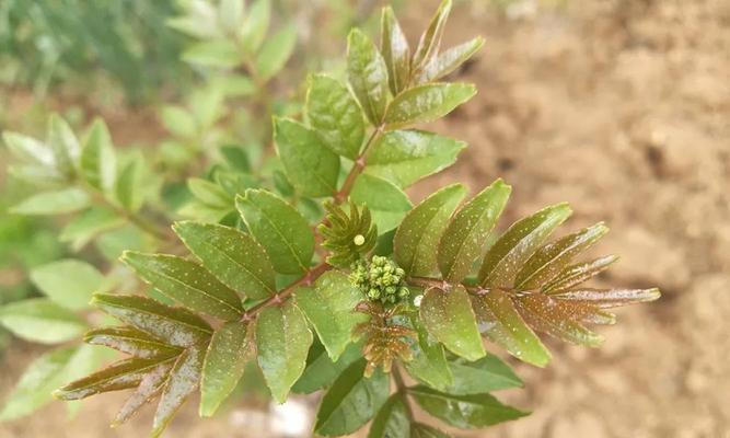 花椒芽接的最佳时间是什么时候?采用哪些技术方法效果最好? 花椒芽接的最佳时间是什么时候?采用哪些技术方法效果最好?